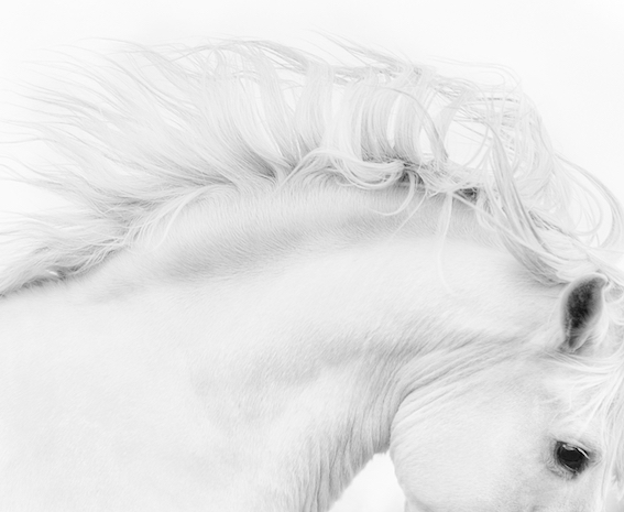 Foto de perfil de cavalo branco é uma das selecionadas no Creative Photo Awards do Festival de Siena
