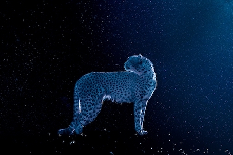 Tigre sob céu estrelado, em tons de azul, é uma fotos destacadas no Creative Photo Awards do Festival de Siena