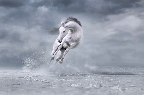 Cavalo saltando na neve é a foto vencedora da categoria animais do Creative Photo Awards do Festival de Siena