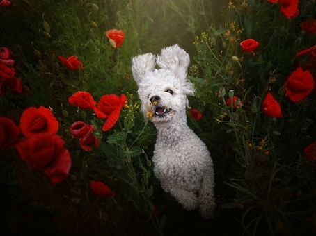 Foto de cão em meio a flores na Eslováquia é uma das selecionadas no Creative Photo Awards do Festival de Siena