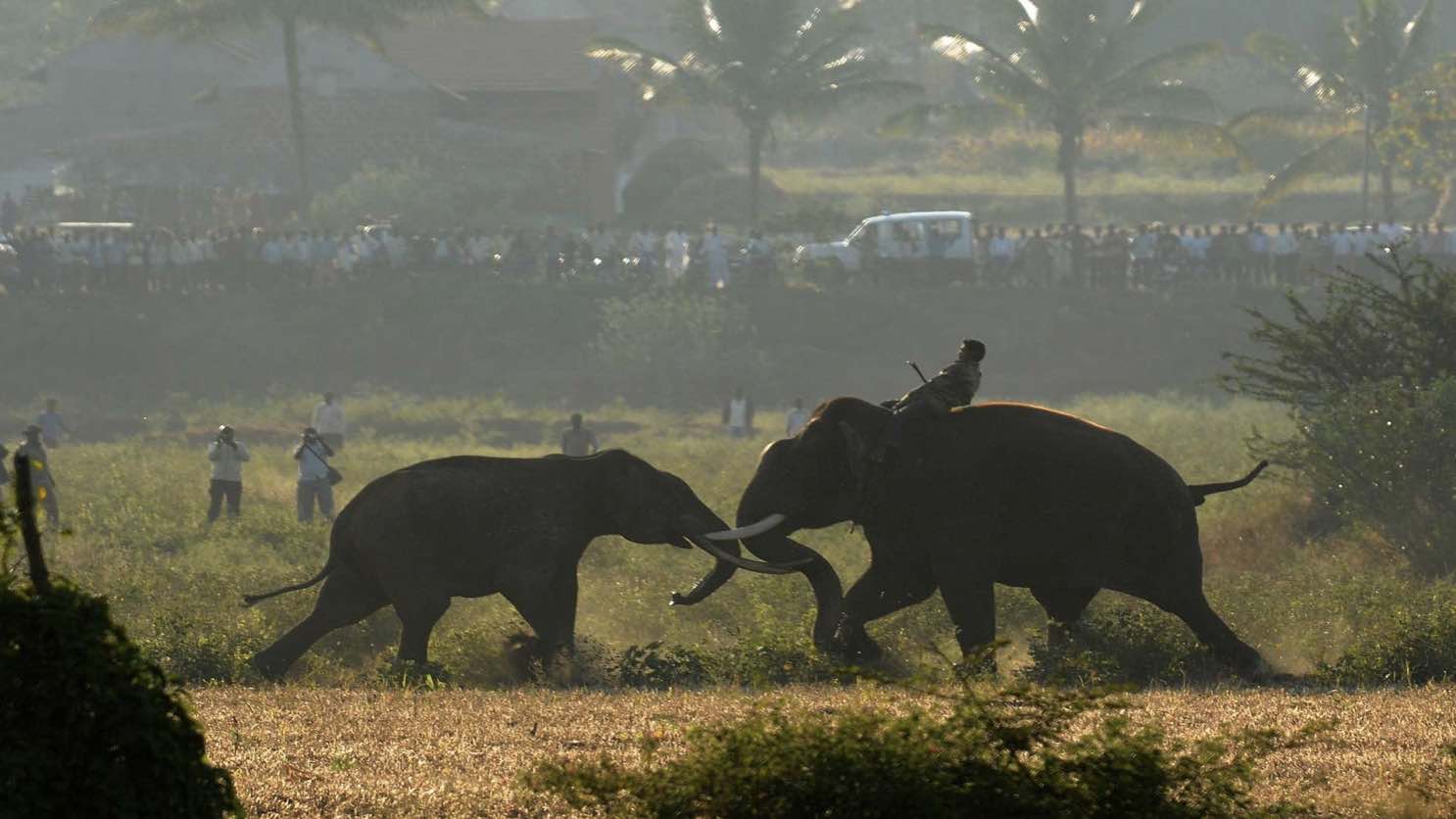 Foto de briga de elefantes é uma das vencedoras da categoria "Conservação" do concurso Nature inFocus