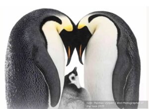 Foto de dois pinguins adultos cuidando de pinguim filhote é uma das premiadas do concurso Bird Photographer of the Year 2023