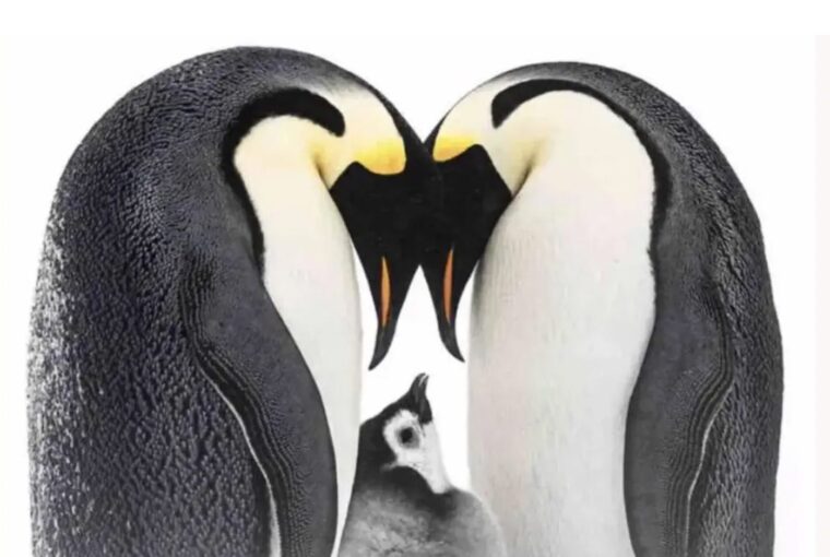 Foto de dois pinguins adultos cuidando de pinguim filhote é uma das premiadas do concurso Bird Photographer of the Year 2023