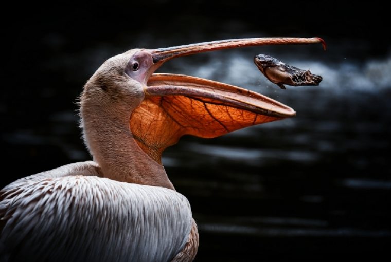 Prêmio de fotografia concurso de fotografia fotografia Cewe Award