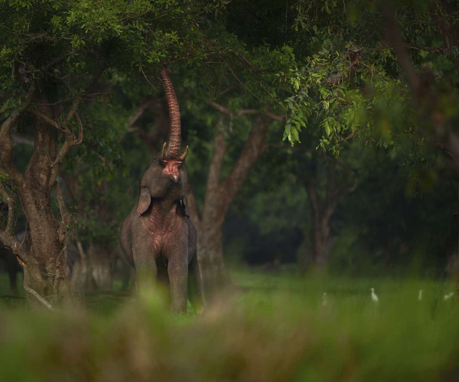 Foto de elefante com tromba levantada buscando alimento em árvore é uma das premiadas no concurso Nature inFocus