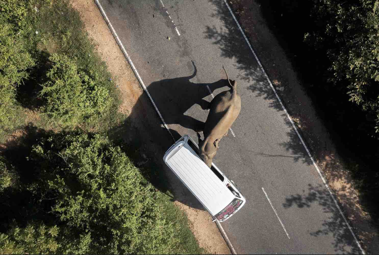 Foto de elefante atacando veículo em rodovia é uma das premiadas do concurso Nature inFocus