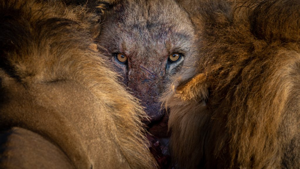 concurso de fotografia prêmio de fotografia fotografia da natureza fotografia vida selvagem África