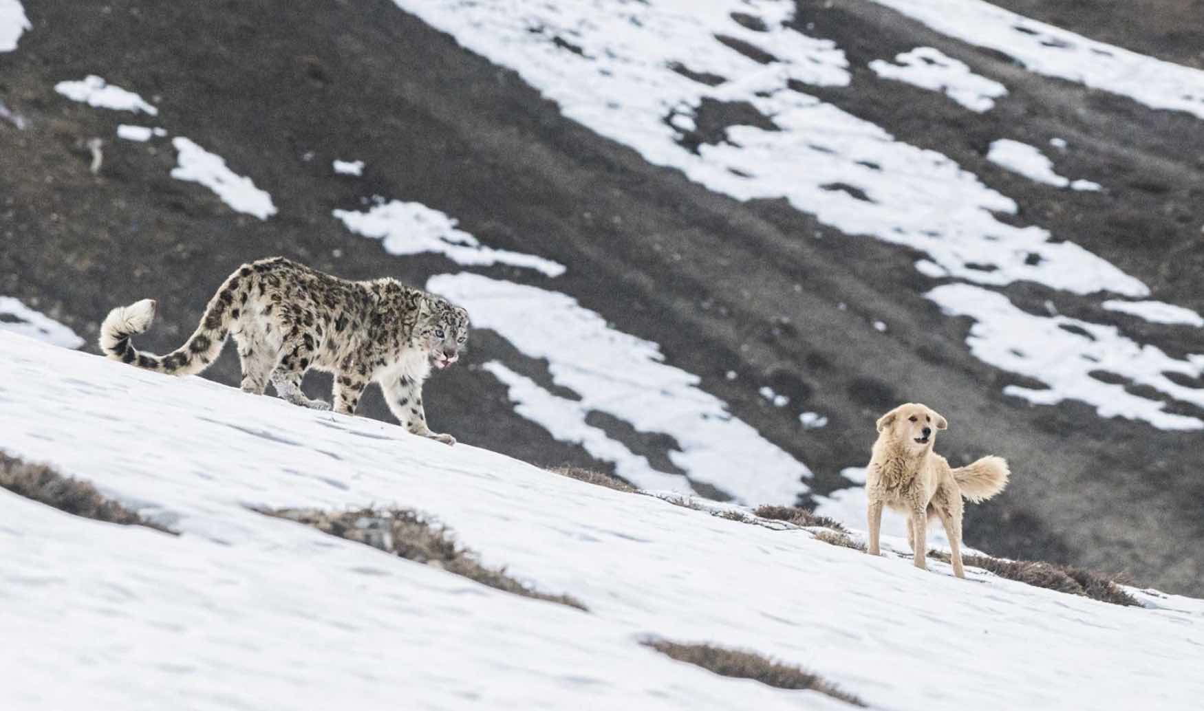 Um leopardo-das-neves se preparando para atacar um cão selvagem é uma das fotos premiadas da categoria "Conservação" do concurso Nature inFocus