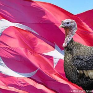 Turquia mudou de nome para não ser confundida com peru de Natal