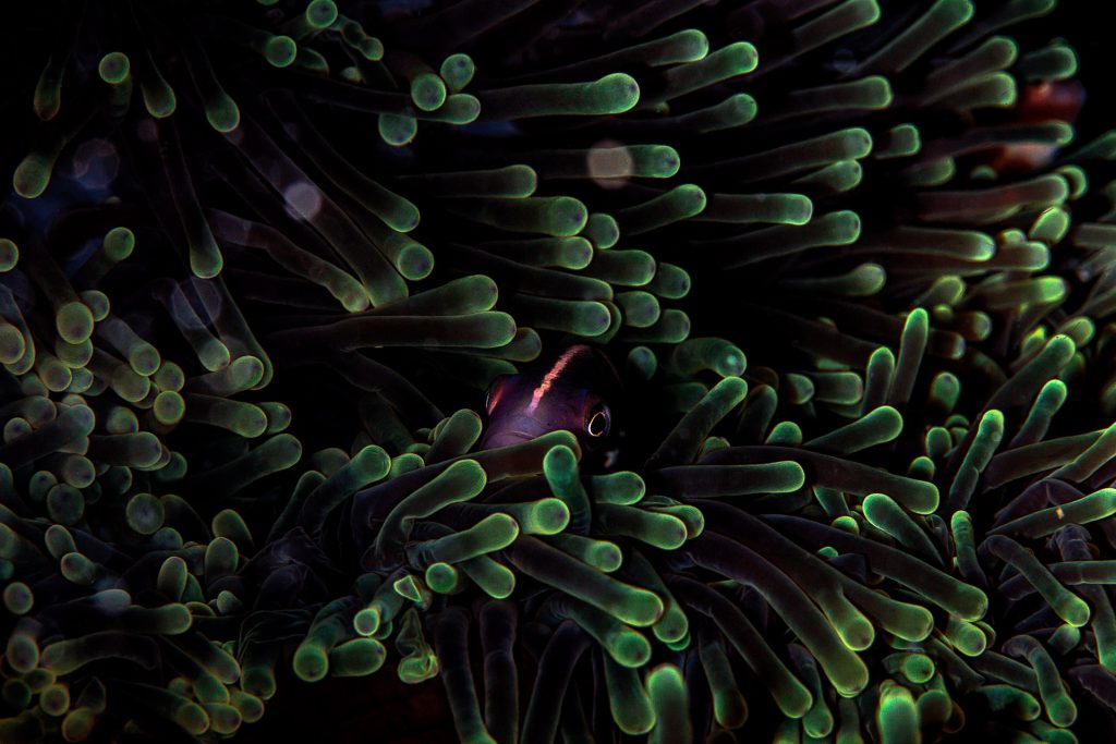 concurso de fotografia prêmio de fotografia fotografia da natureza fotografia subaquática