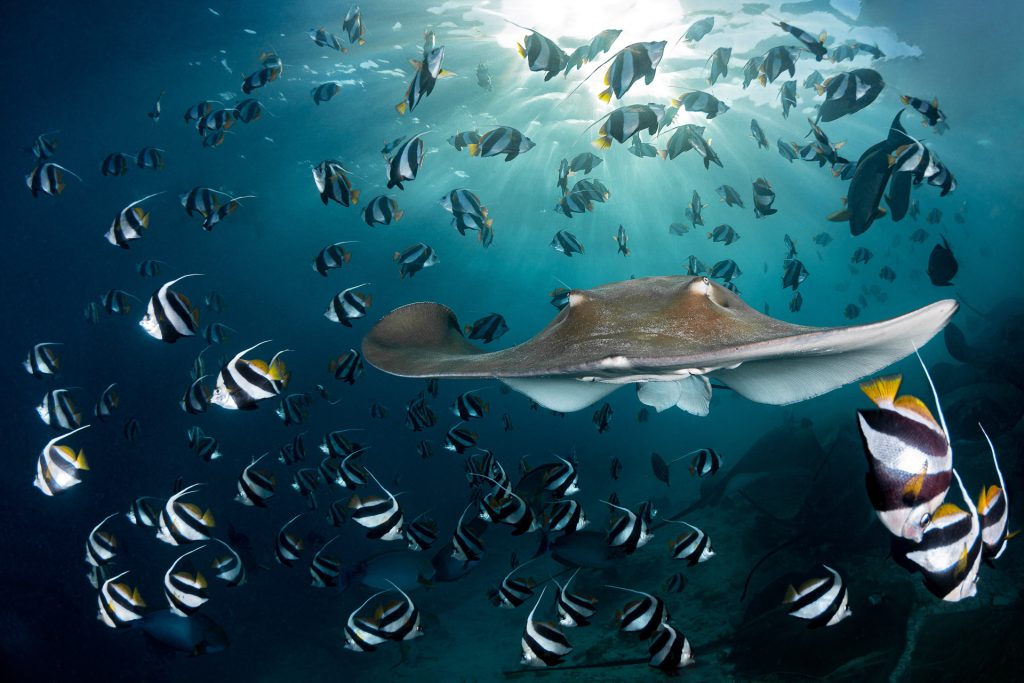 concurso de fotografia prêmio de fotografia fotografia da natureza fotografia subaquática Maldivas