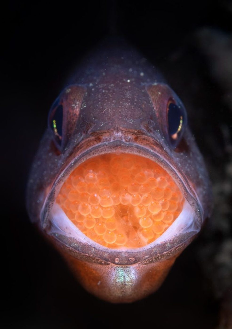 concurso de fotografia prêmio de fotografia fotografia da natureza fotografia subaquática