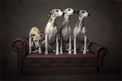 Foto de quatro cães, em que três olham na mesma direção e o "outsider" olha para outra é uma das selecionadas no Creative Photo Awards do Festival de Siena