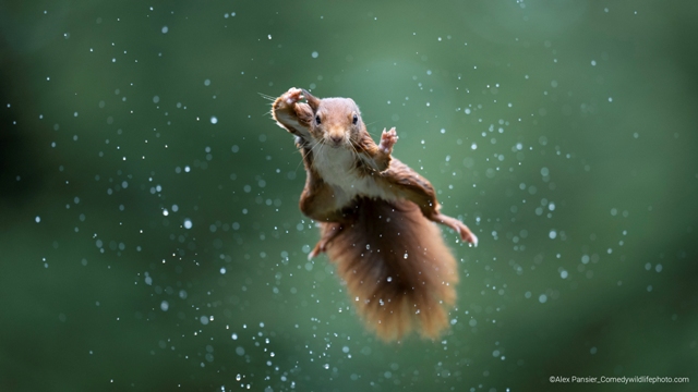 esquilo na chuva concurso de fotografia prêmio de fotografia fotografia da vida selvagem Comedy Wildlife Awards 2022