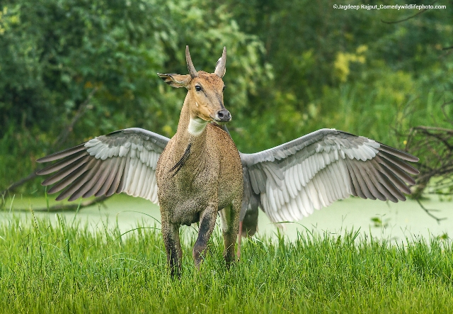 touro e pássaro concurso de fotografia prêmio de fotografia fotografia da vida selvagem Comedy Wildlife Awards 2022