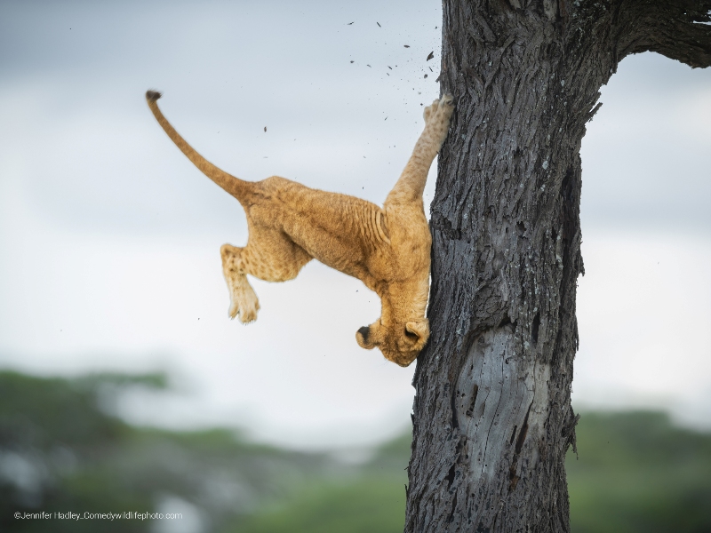 leão caindo da árvore concurso de fotografia prêmio de fotografia fotografia da vida selvagem Comedy Wildlife Awards 2022