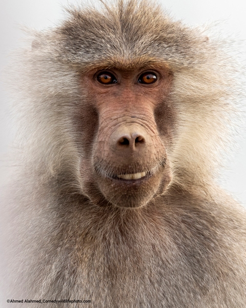 rosto macaco concurso de fotografia prêmio de fotografia fotografia da vida selvagem Comedy Wildlife Awards 2022