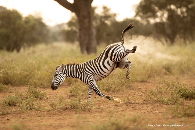 zebra concurso de fotografia prêmio de fotografia fotografia da vida selvagem Comedy Wildlife Awards 2022