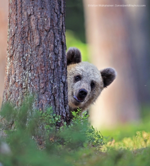 urso escondido concurso de fotografia prêmio de fotografia fotografia da vida selvagem Comedy Wildlife Awards 2022