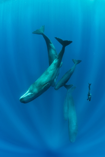 mergulhador e baleias prêmio de fotografia concurso de fotografia fotografia do oceano fotógrafo do oceano Ocean Photography Awards Caribe