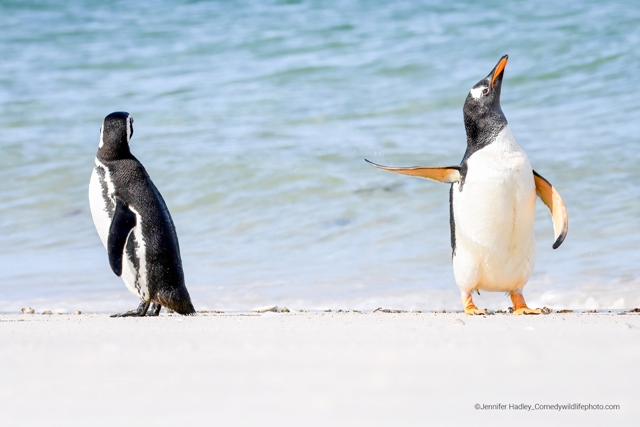 pinguins concurso de fotografia prêmio de fotografia fotografia da vida selvagem Comedy Wildlife Awards 2022
