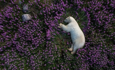 Urso entre flores ficou em segundo lugar em concurso de fotos de animais selvagens