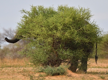 elefante escondido em arbusto é uma das fotos premiadas de animais na natureza 