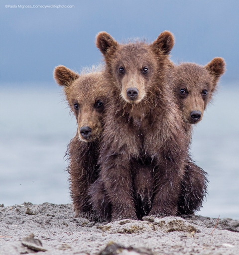 três ursinhos concurso de fotografia prêmio de fotografia fotografia da vida selvagem Comedy Wildlife Awards 2022