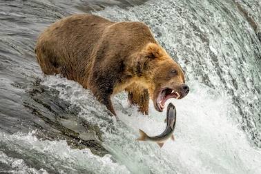 Urso abocanhando peixe é uma das fotos premiadas oto premiada Siena Photo Awards
