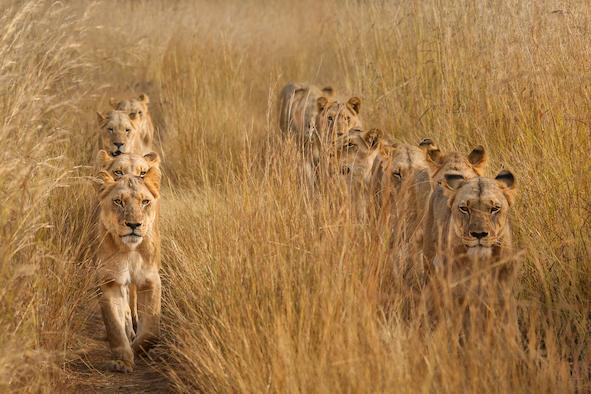 Leões em fila indiana foto premiada em concurso internacional