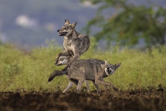 Lobos indianos brincando, em foto premiada no Siena Photo Awards 