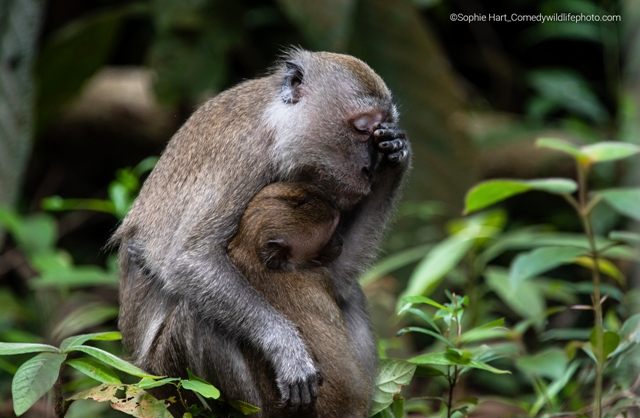 macaco e filhote concurso de fotografia prêmio de fotografia fotografia da vida selvagem Comedy Wildlife Awards 2022