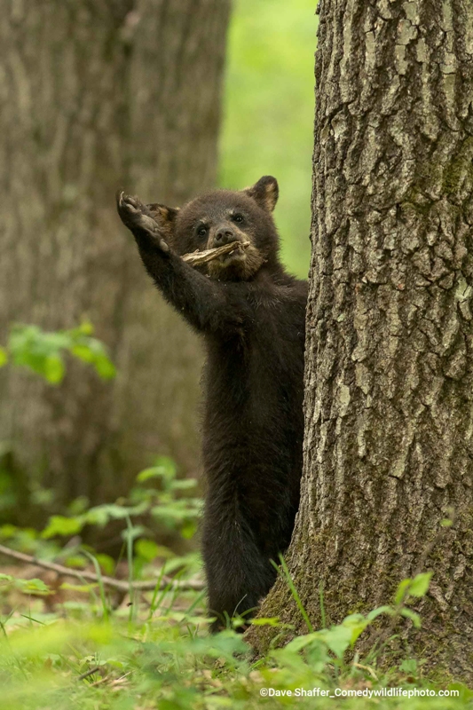 urso com bastão concurso de fotografia prêmio de fotografia fotografia da vida selvagem Comedy Wildlife Awards 2022