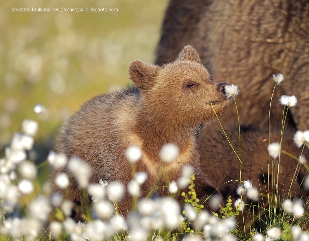 ursinho entre as flores concurso de fotografia prêmio de fotografia fotografia da vida selvagem Comedy Wildlife Awards 2022