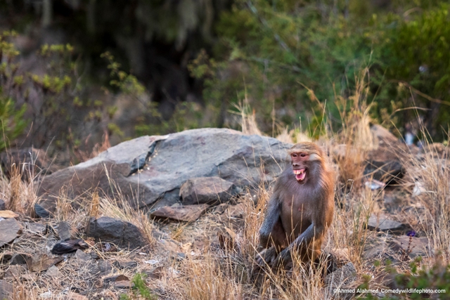 macaco rindo concurso de fotografia prêmio de fotografia fotografia da vida selvagem Comedy Wildlife Awards 2022