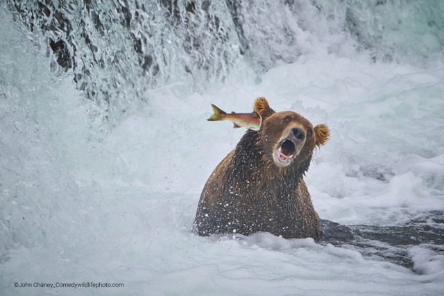 salmão socando urso concurso de fotografia prêmio de fotografia fotografia da vida selvagem Comedy Wildlife Awards 2022
