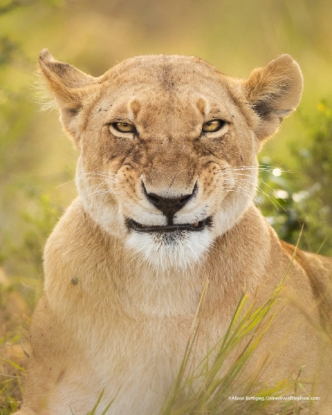 leoa sorriso falso concurso de fotografia prêmio de fotografia fotografia da vida selvagem Comedy Wildlife Awards 2022