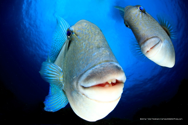 peixes concurso de fotografia prêmio de fotografia fotografia da vida selvagem Comedy Wildlife Awards 2022
