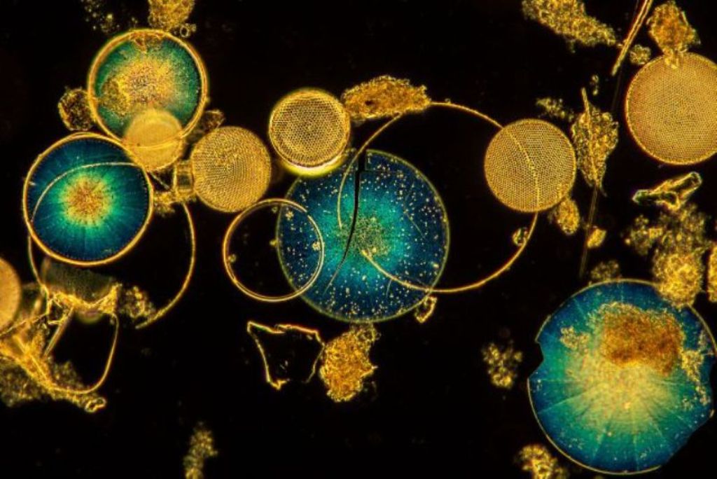 alga unicelular oncurso de fotografia prêmio de fotografia fotografia da vida selvagem Big Picture Photography 