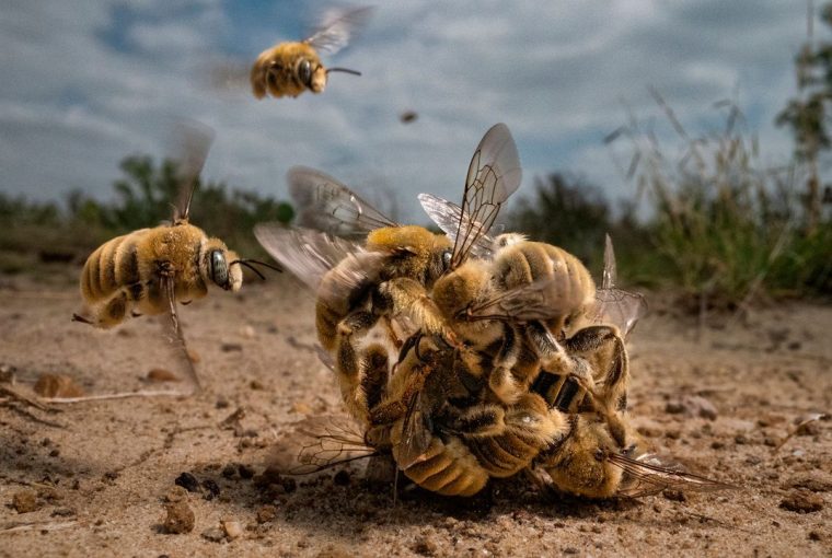abelhas acasalando concurso de fotografia prêmio de fotografia fotografia da vida selvagem Big Picture Photography Texas