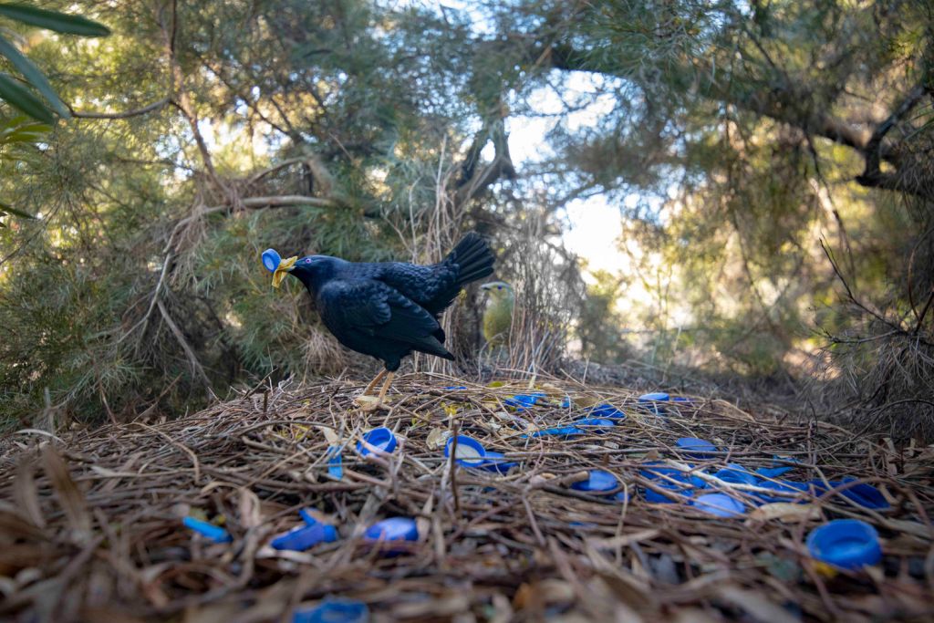 pássaro azul oncurso de fotografia prêmio de fotografia fotografia da vida selvagem Big Picture Photography 