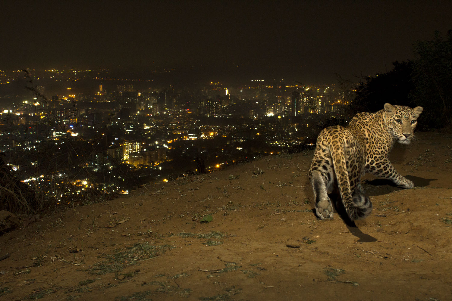 leopardo concurso de fotografia prêmio de fotografia fotografia da vida selvagem Big Picture Photography Índia