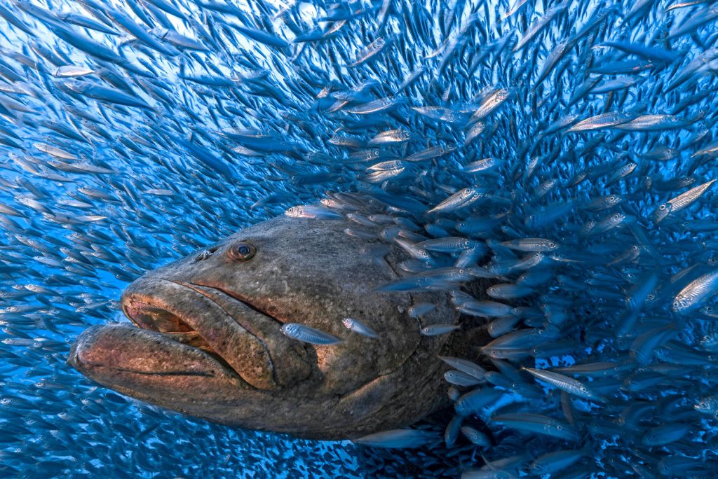 peixe nadando dentro do cardume oncurso de fotografia prêmio de fotografia fotografia da vida selvagem Big Picture Photography Palm Beach