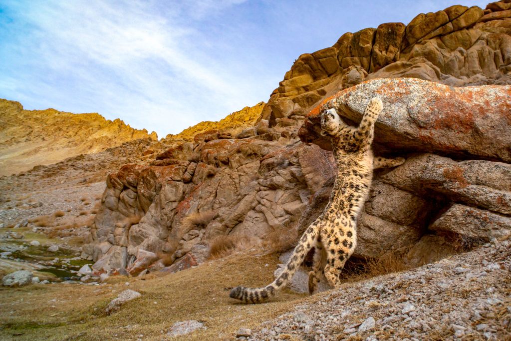 leopardo das montanhas oncurso de fotografia prêmio de fotografia fotografia da vida selvagem Big Picture Photography 