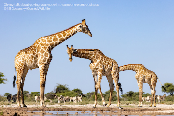 Curious giraffes photographed in Africa compete in the funniest animal photos in nature competition in 2023