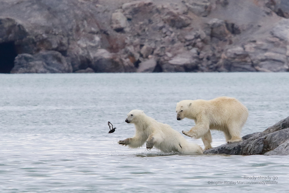 mãe e filhote de urso branco aprendendo a pescar é uma das fotografias finalistas do concurso de imagens engraçadas de animais na natureza