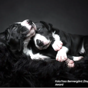 Filhotes de dogue alemão abraçados, foto premiada em concurso Dog Photography Awards