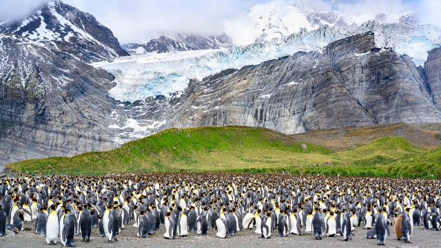 pinguins prêmio de fotografia concurso de fotografia Cewe fotografia da natureza Geórgia 