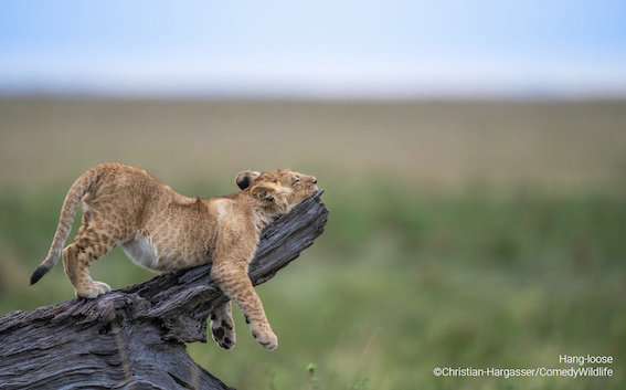 leão descansando entre as fotos mais engraçadas de animais na natureza do ano 