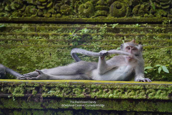 A photo of a monkey lying down in Bali is in the running for the funniest wildlife prize of the year 